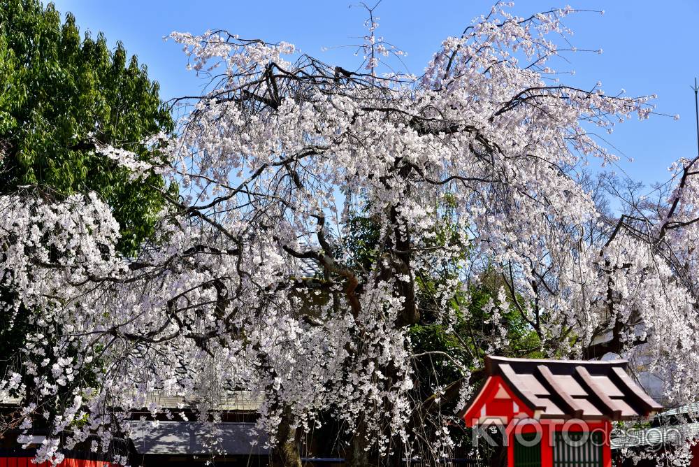 車折神社　（2022年3月27日） scene６