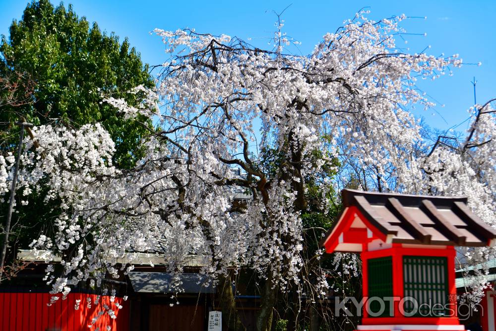 車折神社　（2022年3月27日） scene８