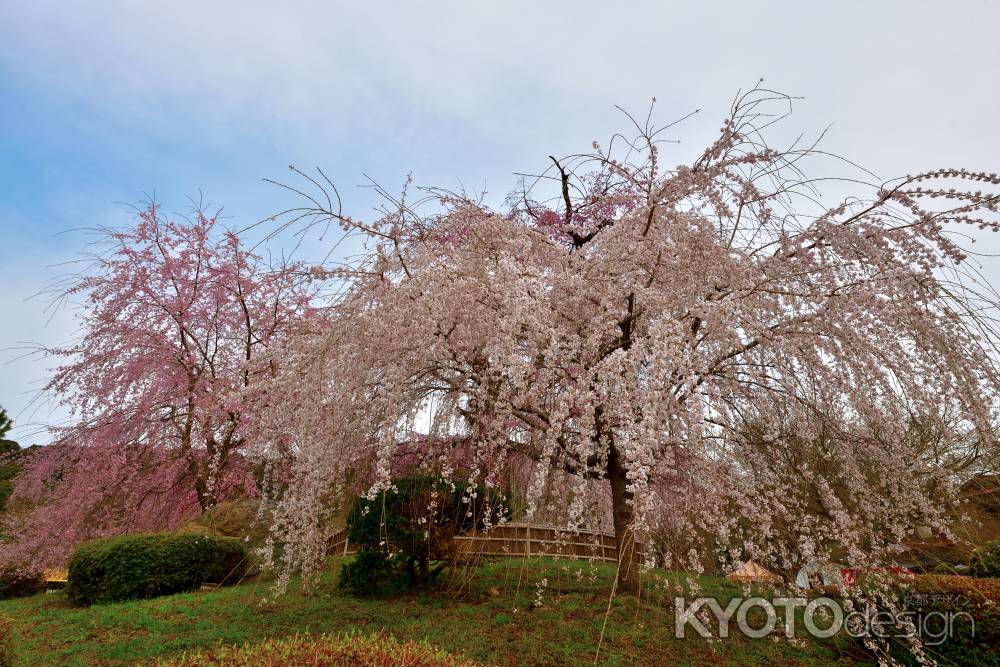 円山公園　（2022年3月28日）　scene２