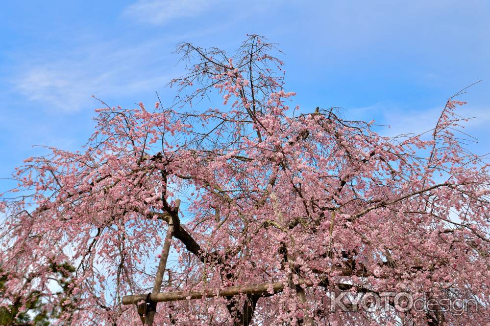 円山公園　（2022年3月28日）　scene６