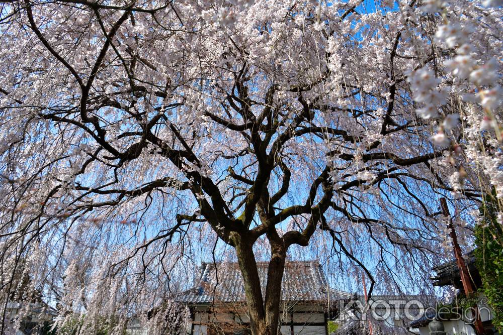 本満寺　（2022年3月28日） Scene４