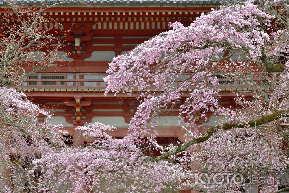 醍醐寺　（2022年3月28日）Scene1