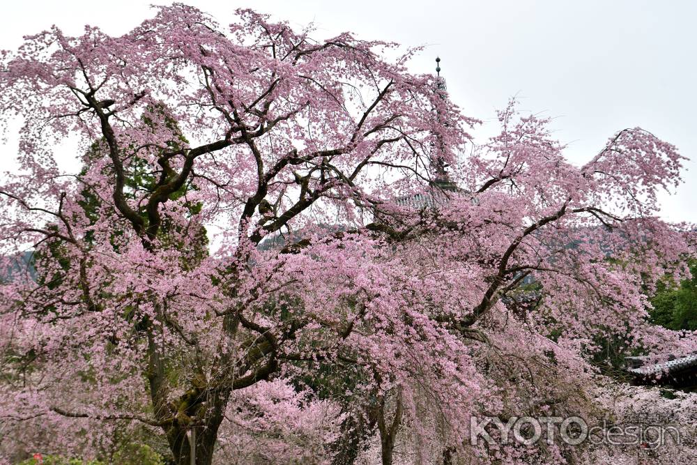 醍醐寺　（2022年3月28日）Scene２