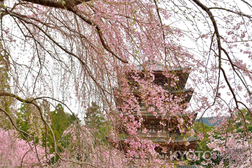 醍醐寺　（2022年3月28日）Scene３