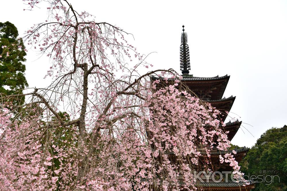 醍醐寺　（2022年3月28日）Scene４