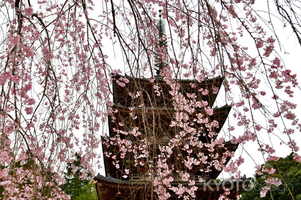 醍醐寺　（2022年3月28日）Scene５