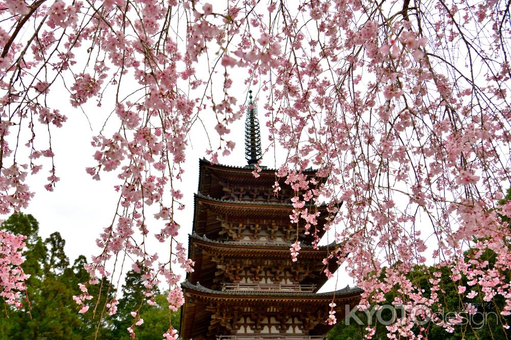 醍醐寺　（2022年3月28日）Scene７