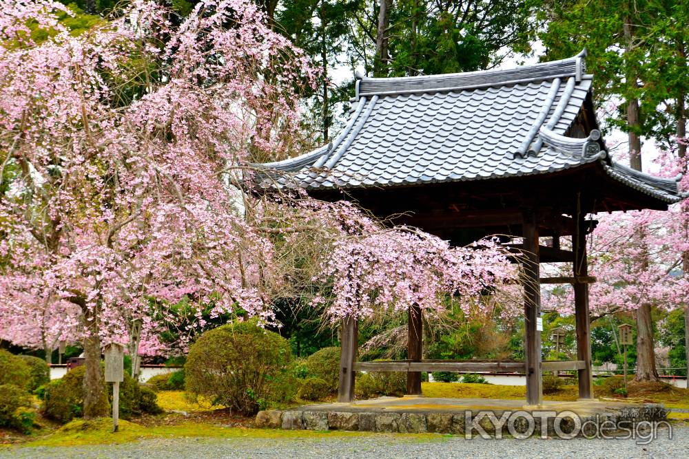 醍醐寺　（2022年3月28日）Scene９