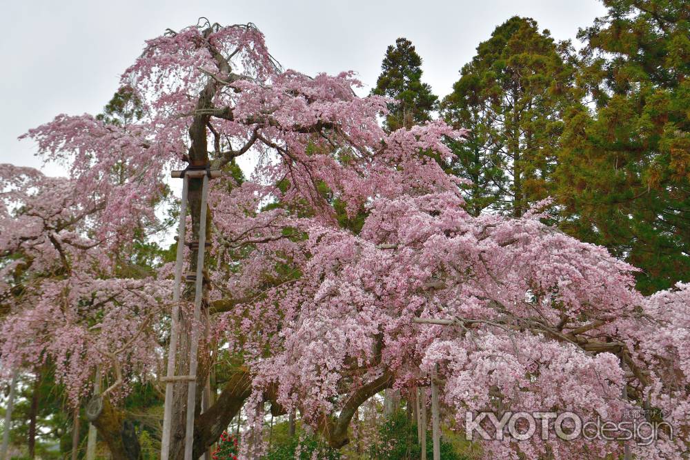 醍醐寺　（2022年3月28日）Scene11