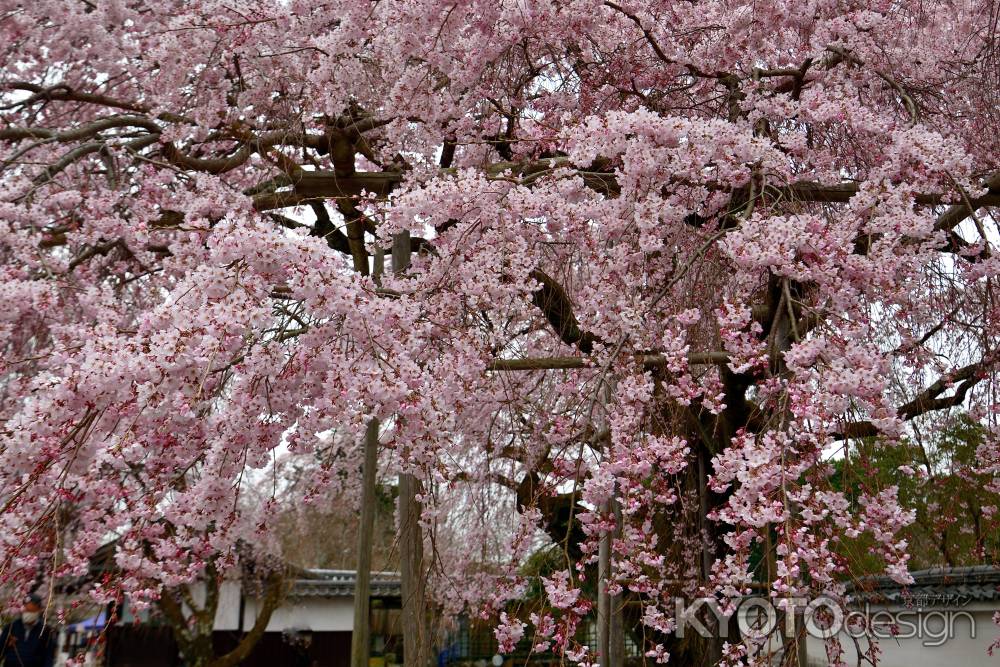 醍醐寺　（2022年3月28日）Scene12