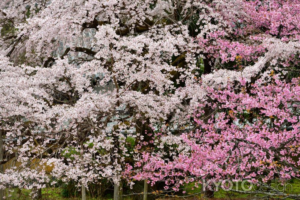 醍醐寺　（2022年3月28日）Scene14