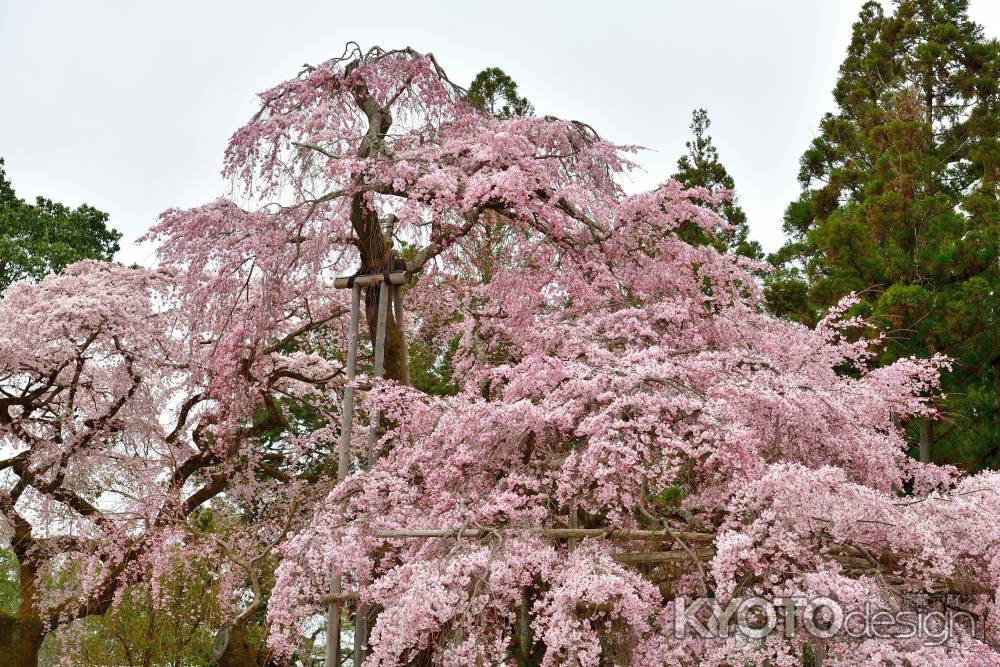 醍醐寺　（2022年3月28日）Scene16