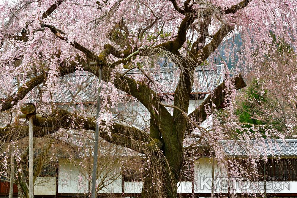 醍醐寺　（2022年3月28日）Scene17