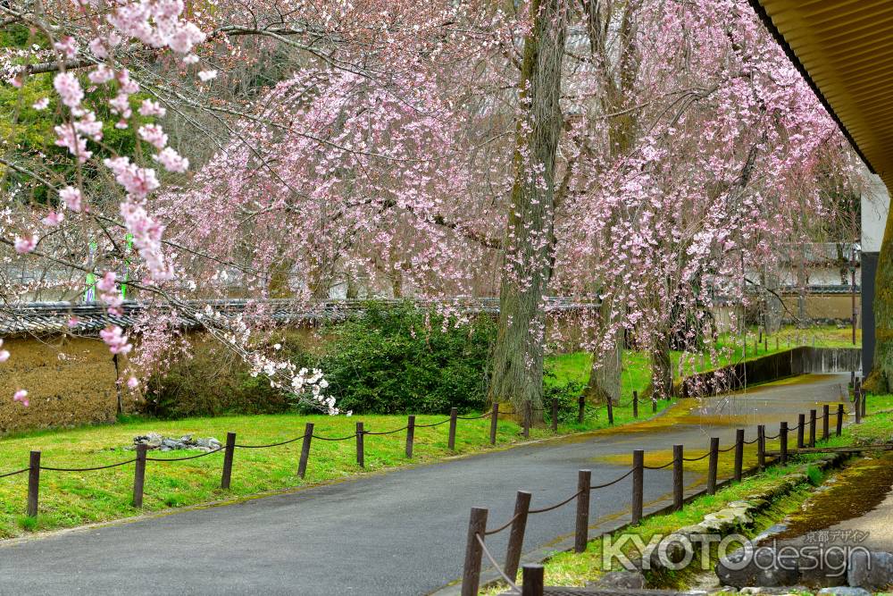 醍醐寺　（2022年3月28日）Scene20