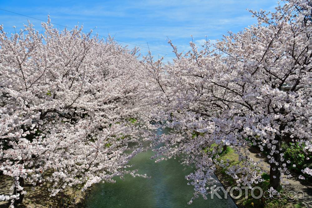 中書島　（2022年4月1日）Scene15