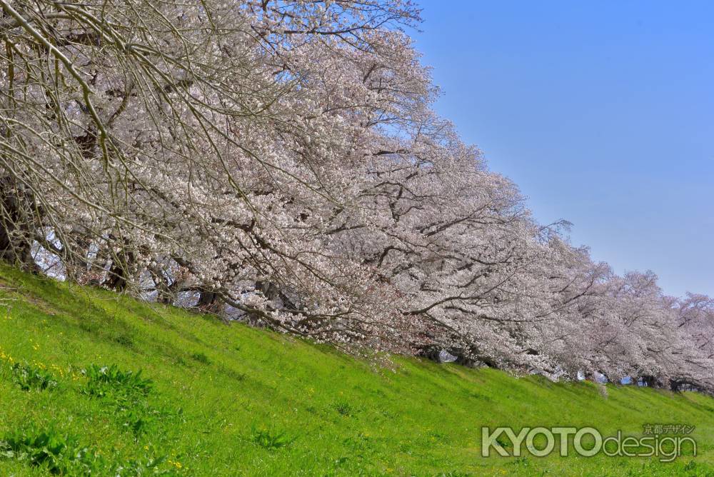 背割堤（2022年4月１日）Scene6