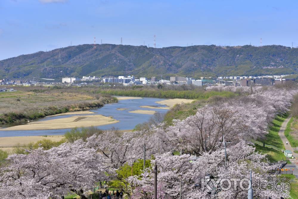 背割堤（2022年4月１日）Scene9