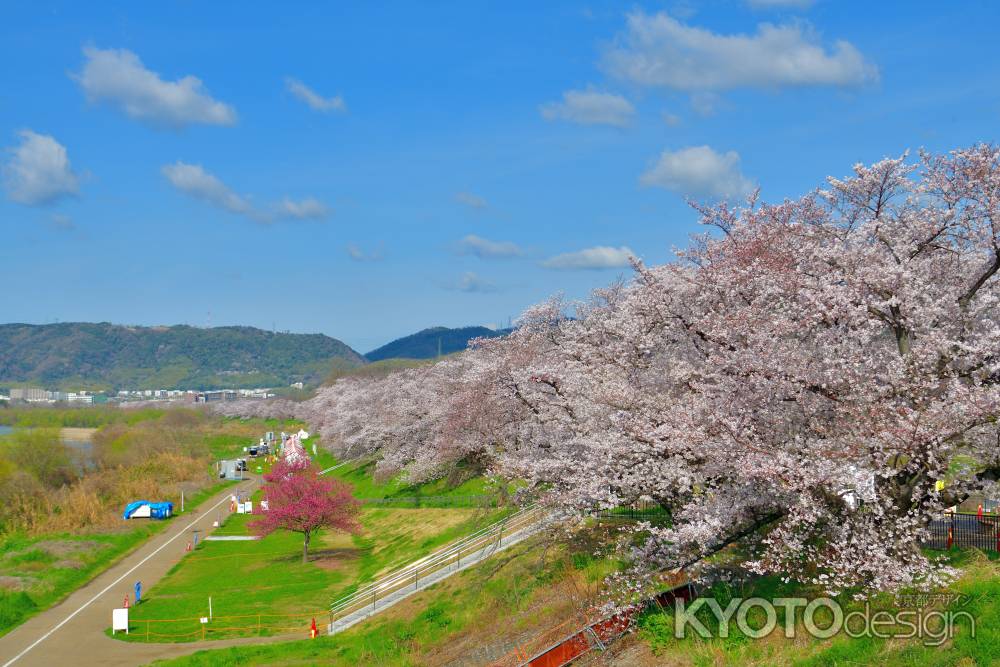 背割堤（2022年4月１日）Scene11