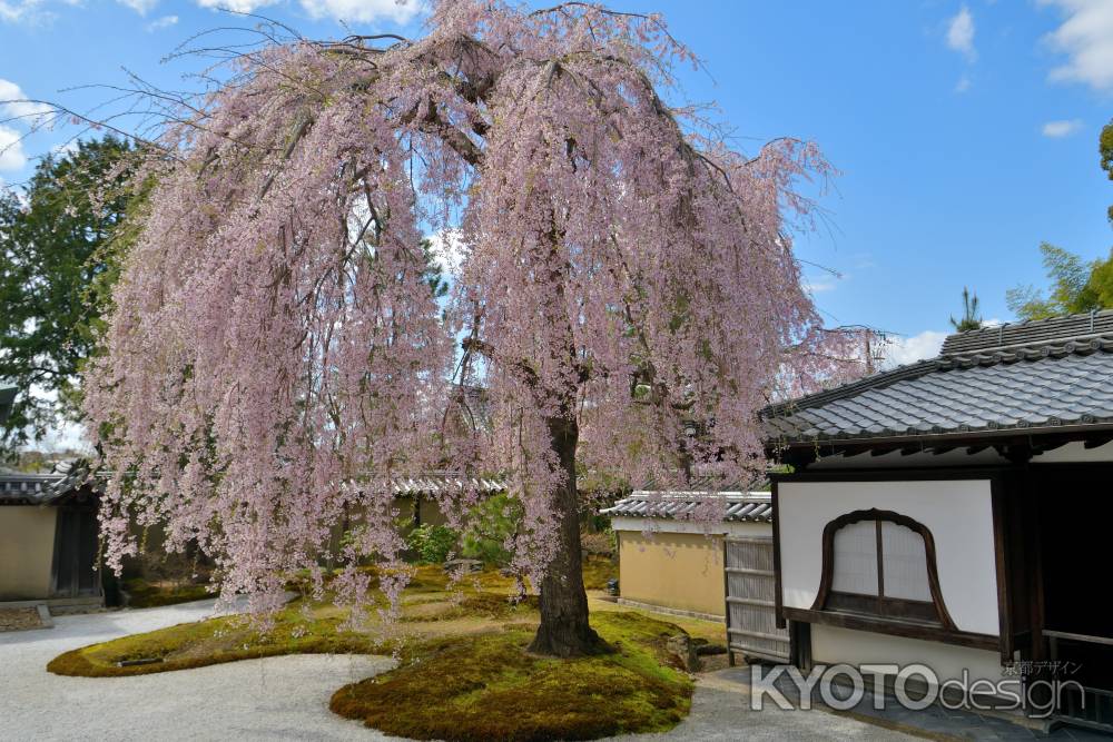 高台寺（2022年4月4日）Scene1