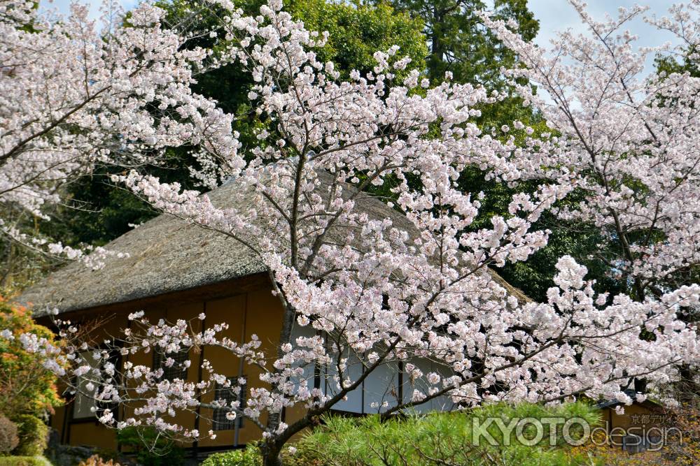 産寧坂くろちく（2022年4月4日）