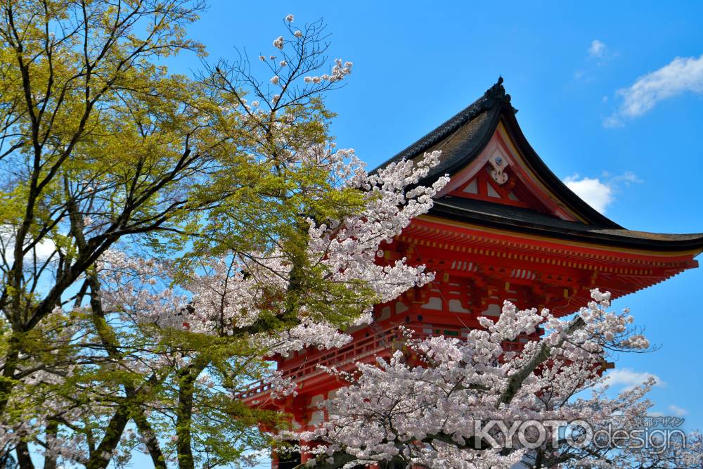 清水寺（2022年4月4日） Scene1