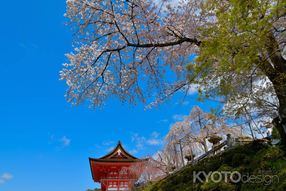 清水寺（2022年4月4日） Scene10