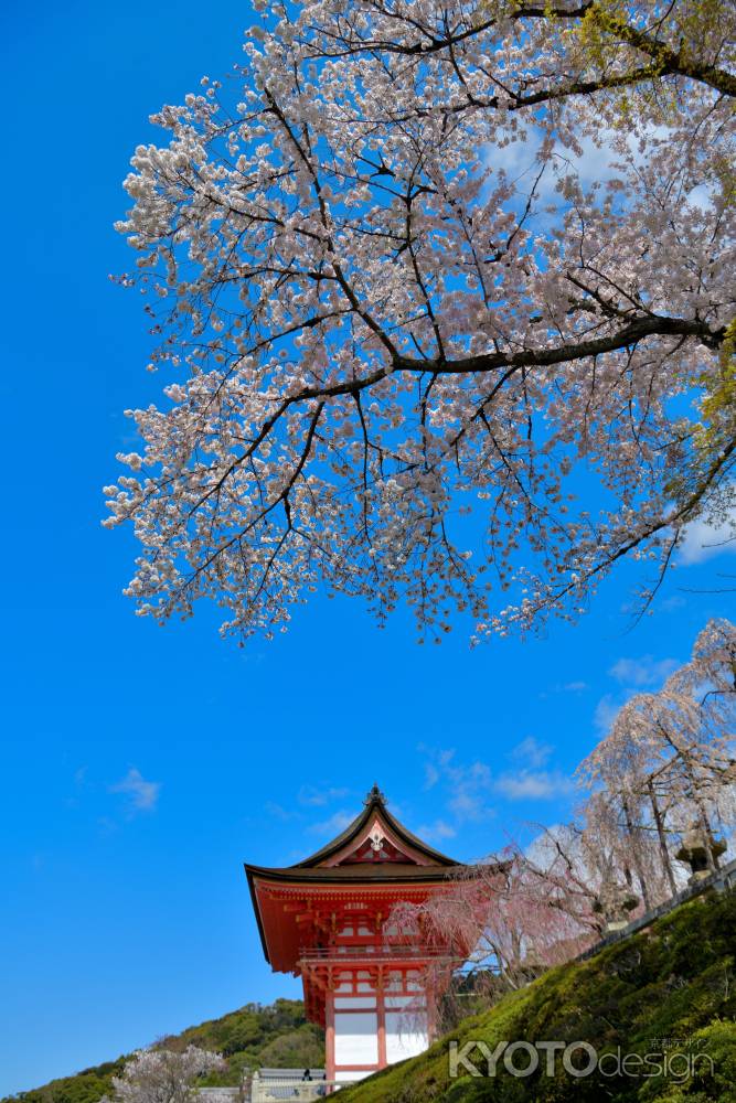 清水寺（2022年4月4日）Scene11