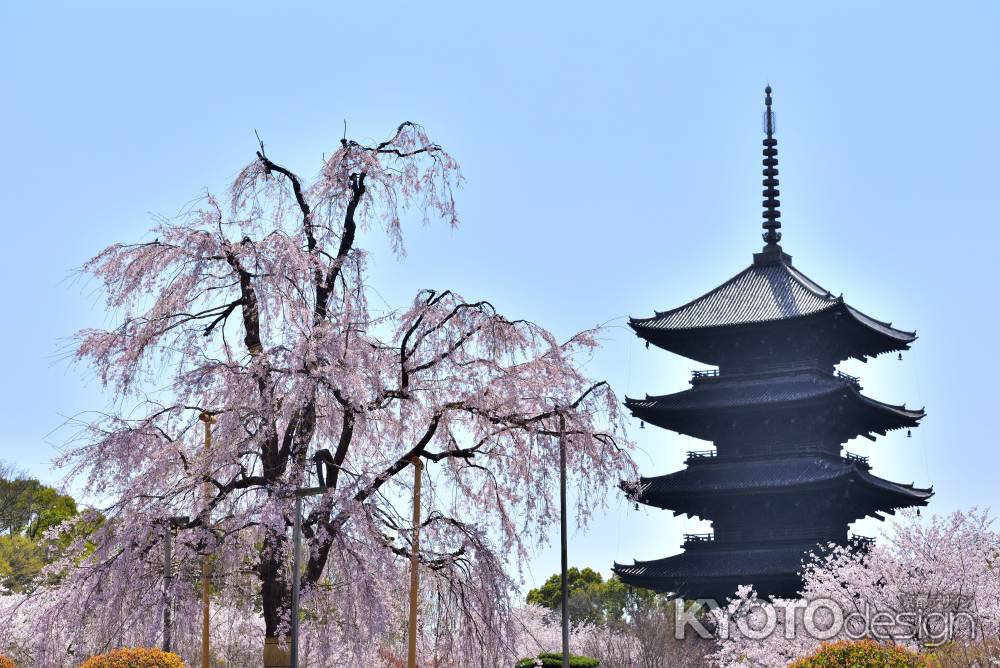 東寺（2022年4月5日）Scene2