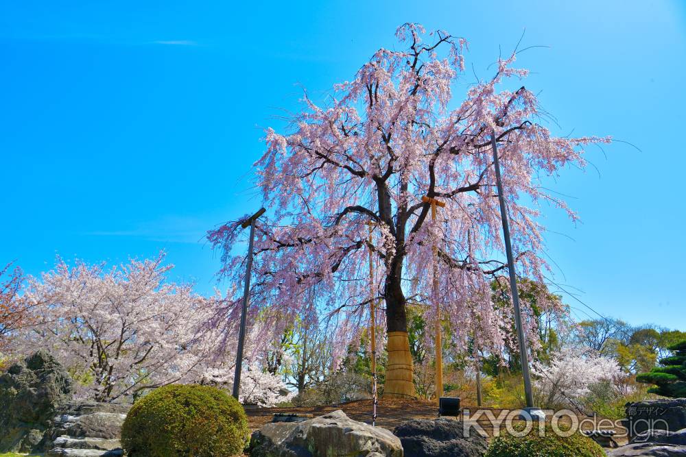 東寺（2022年4月5日）Scene9