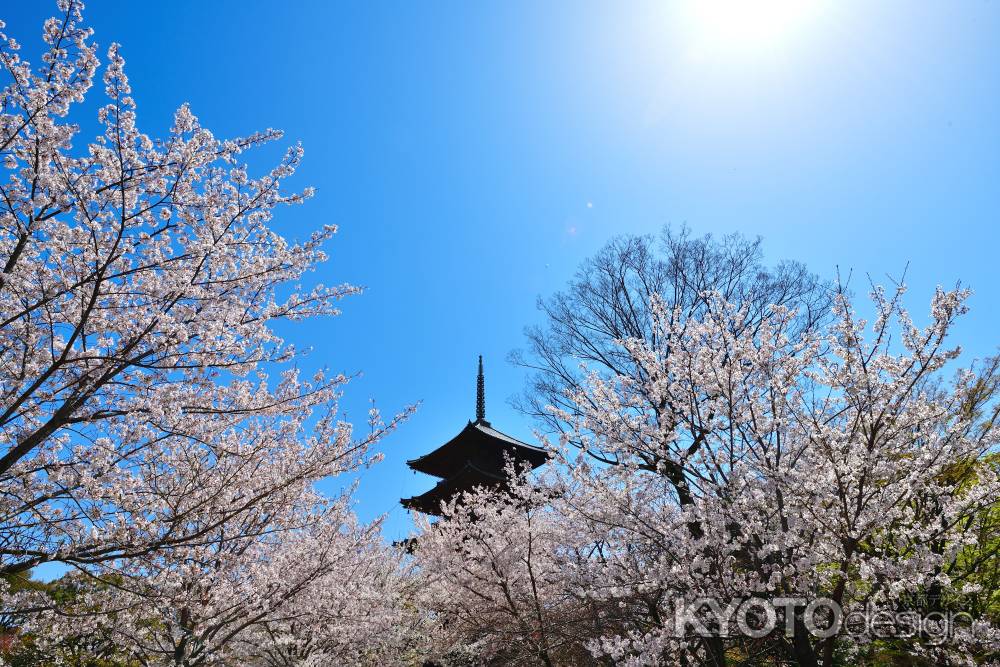 東寺（2022年4月5日）Scene16