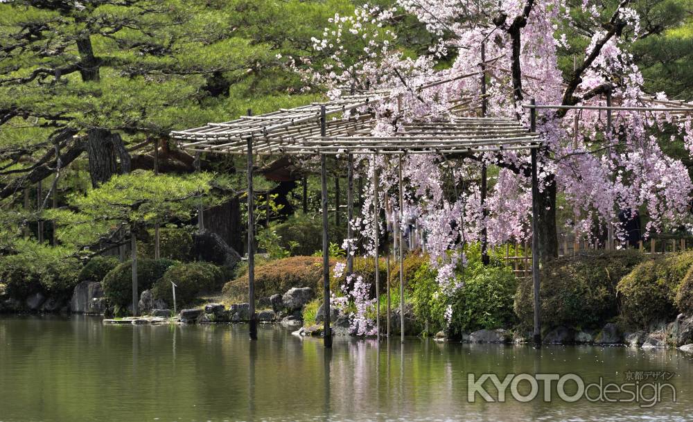 平安神宮神苑（2022年4月7日）Scene7