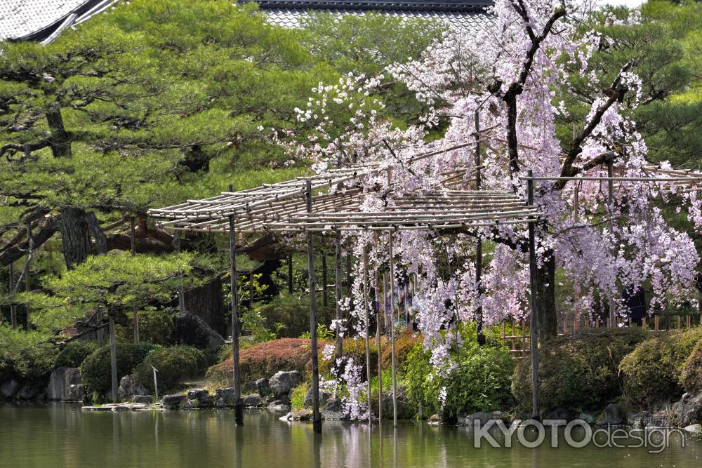 平安神宮神苑（2022年4月7日）Scene8