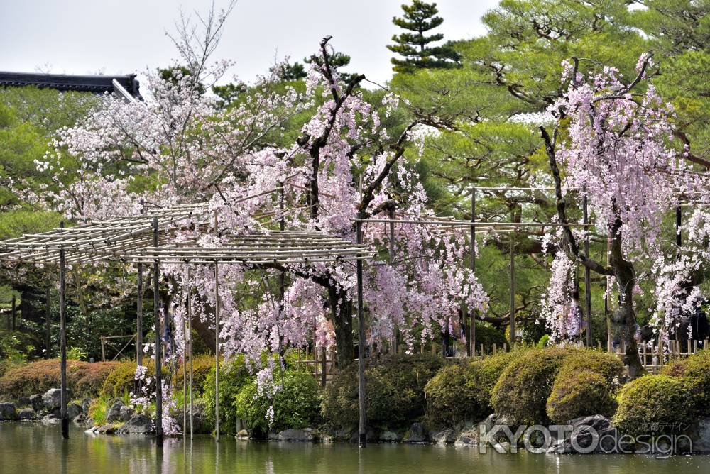 平安神宮神苑（2022年4月7日）Scene9