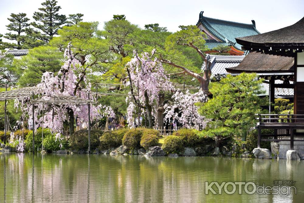 平安神宮神苑（2022年4月7日）Scene11