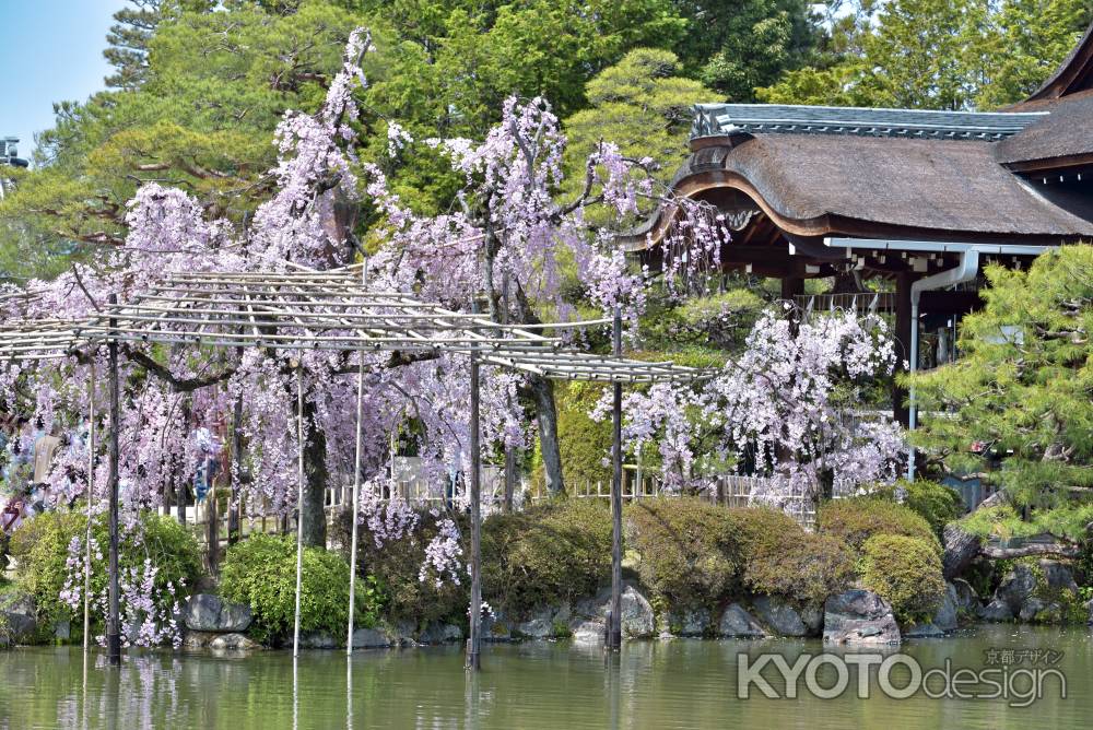 平安神宮神苑（2022年4月7日）Scene12