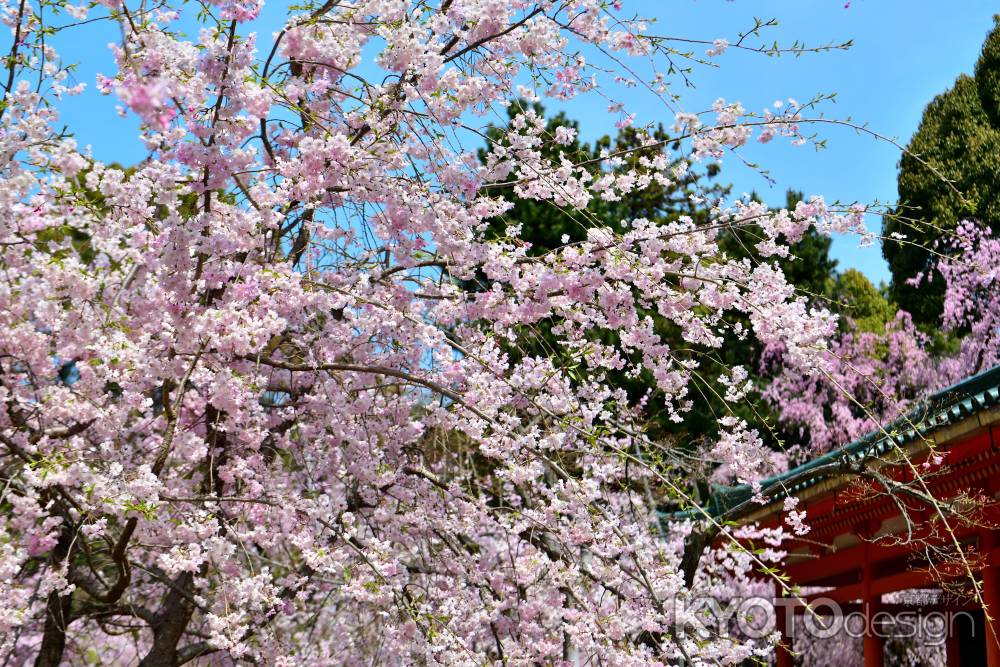 平安神宮神苑（2022年4月7日）Scene14