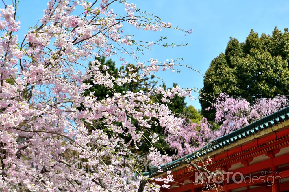 平安神宮神苑（2022年4月7日）Scene15