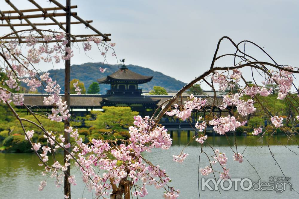 平安神宮神苑（2022年4月7日）Scene19