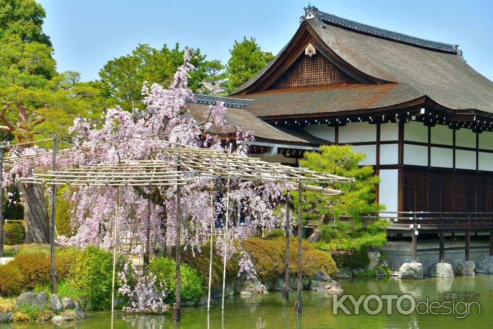 平安神宮神苑（2022年4月7日）Scene21