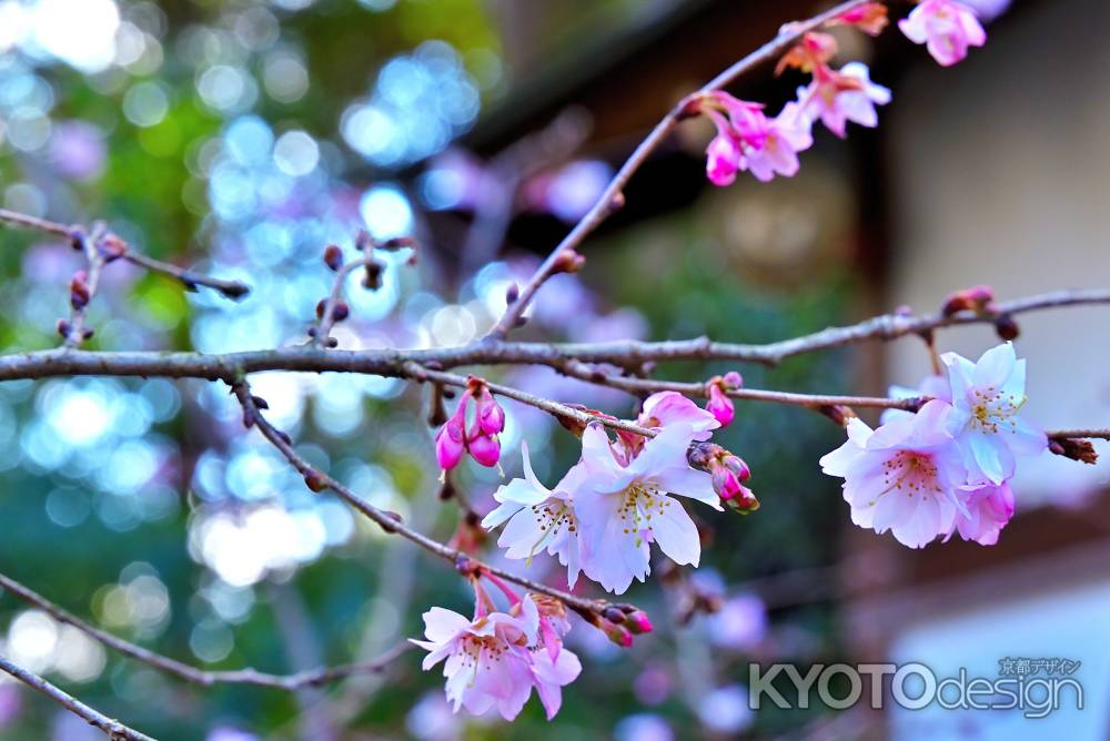 平野神社　十月桜　scene3