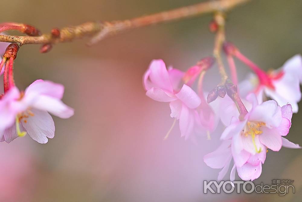 平野神社　十月桜　scene4