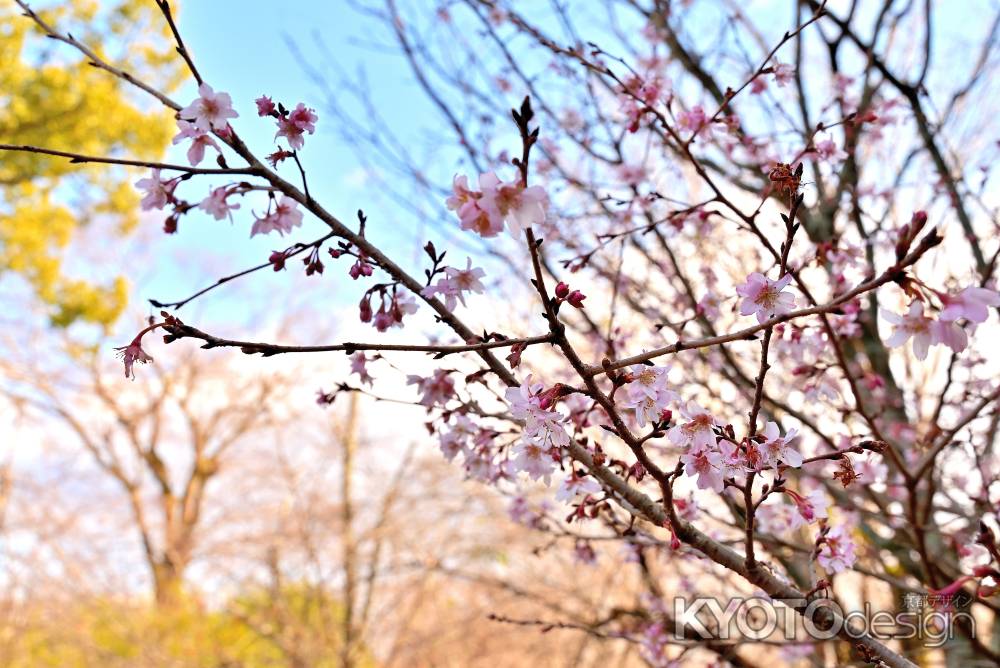 平野神社　十月桜　scene5