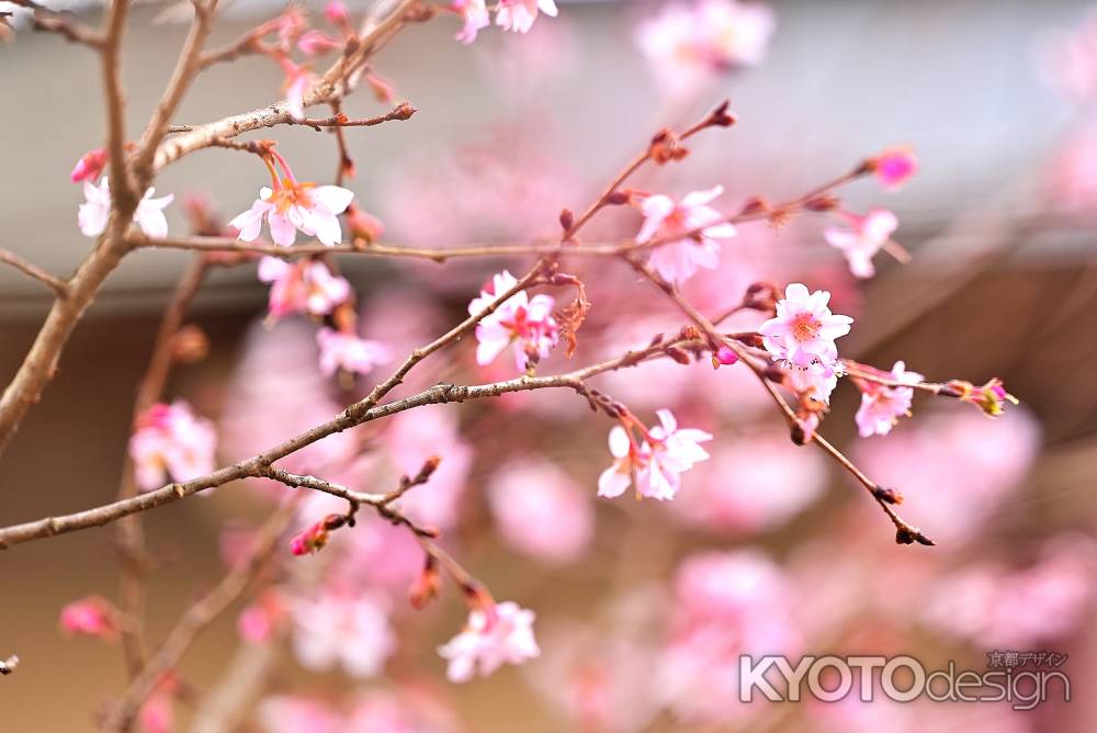 平野神社　十月桜　scene6