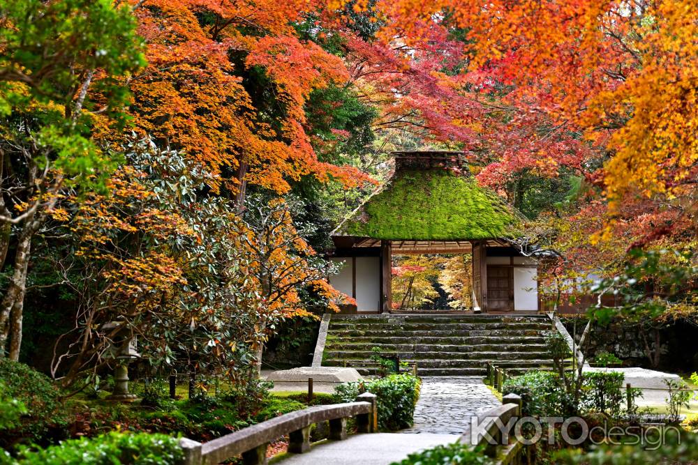 法然院　紅葉風景　scene1