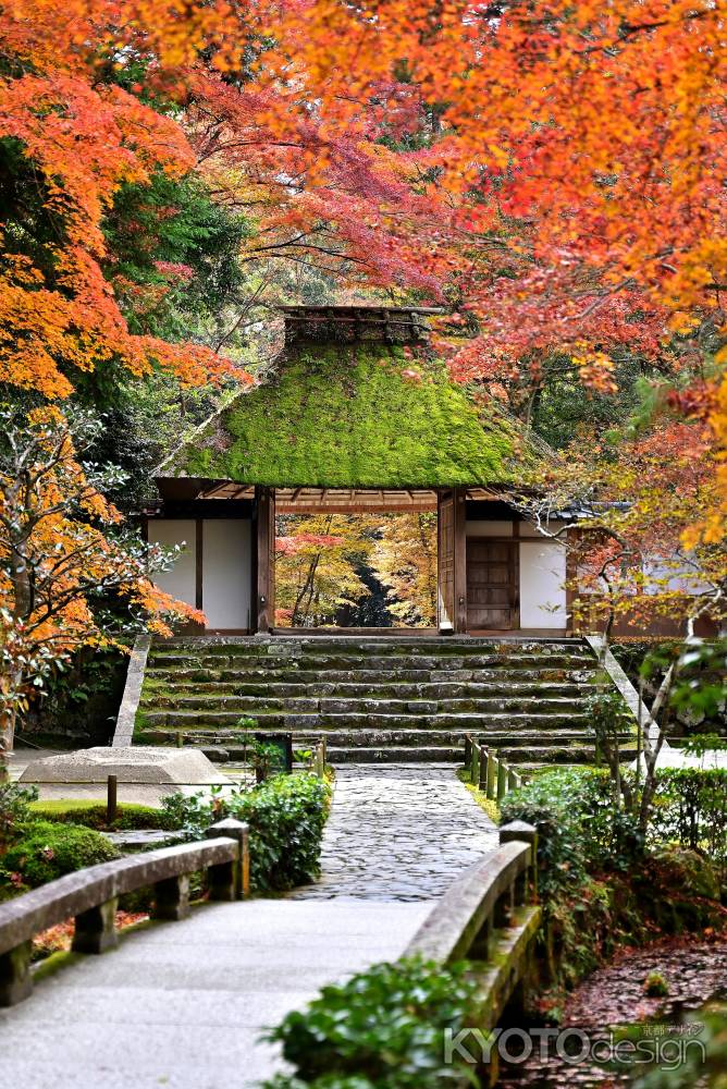 法然院　紅葉風景　scene2