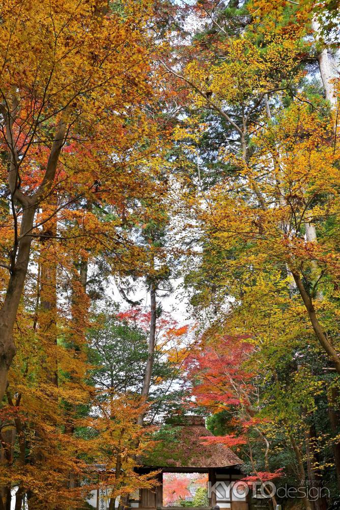 法然院　紅葉風景　scene4