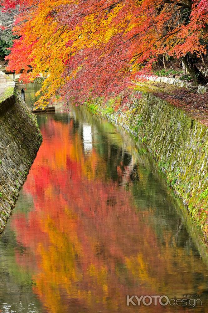 哲学の道　紅葉風景　scene1