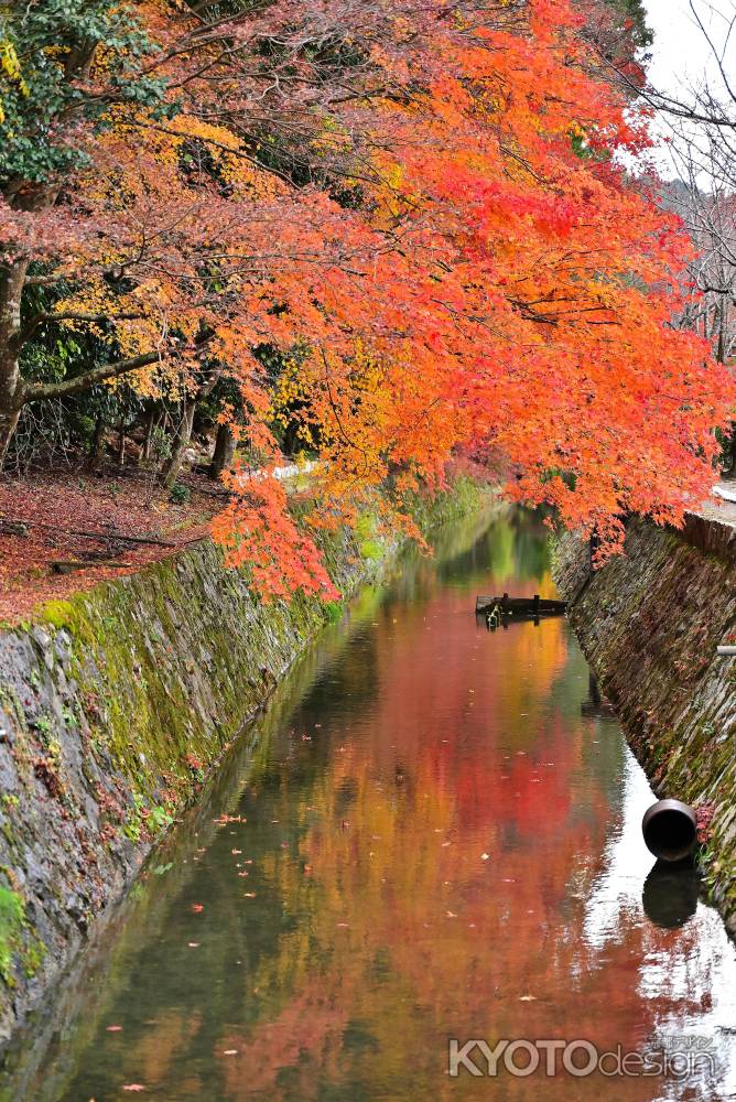 哲学の道　紅葉風景　scene2