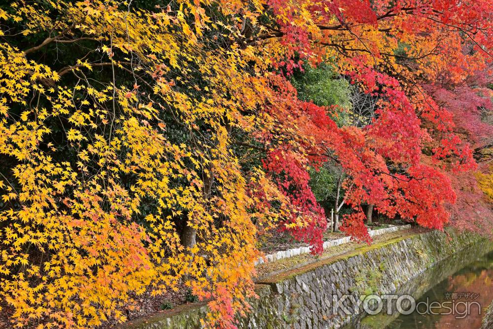 哲学の道　紅葉風景　scene3