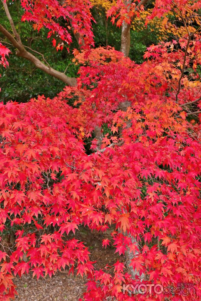 哲学の道　紅葉風景　scene4